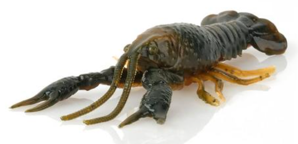 Savage Duratech NED Craw