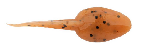 Berkley Gulp Alive Tadpole