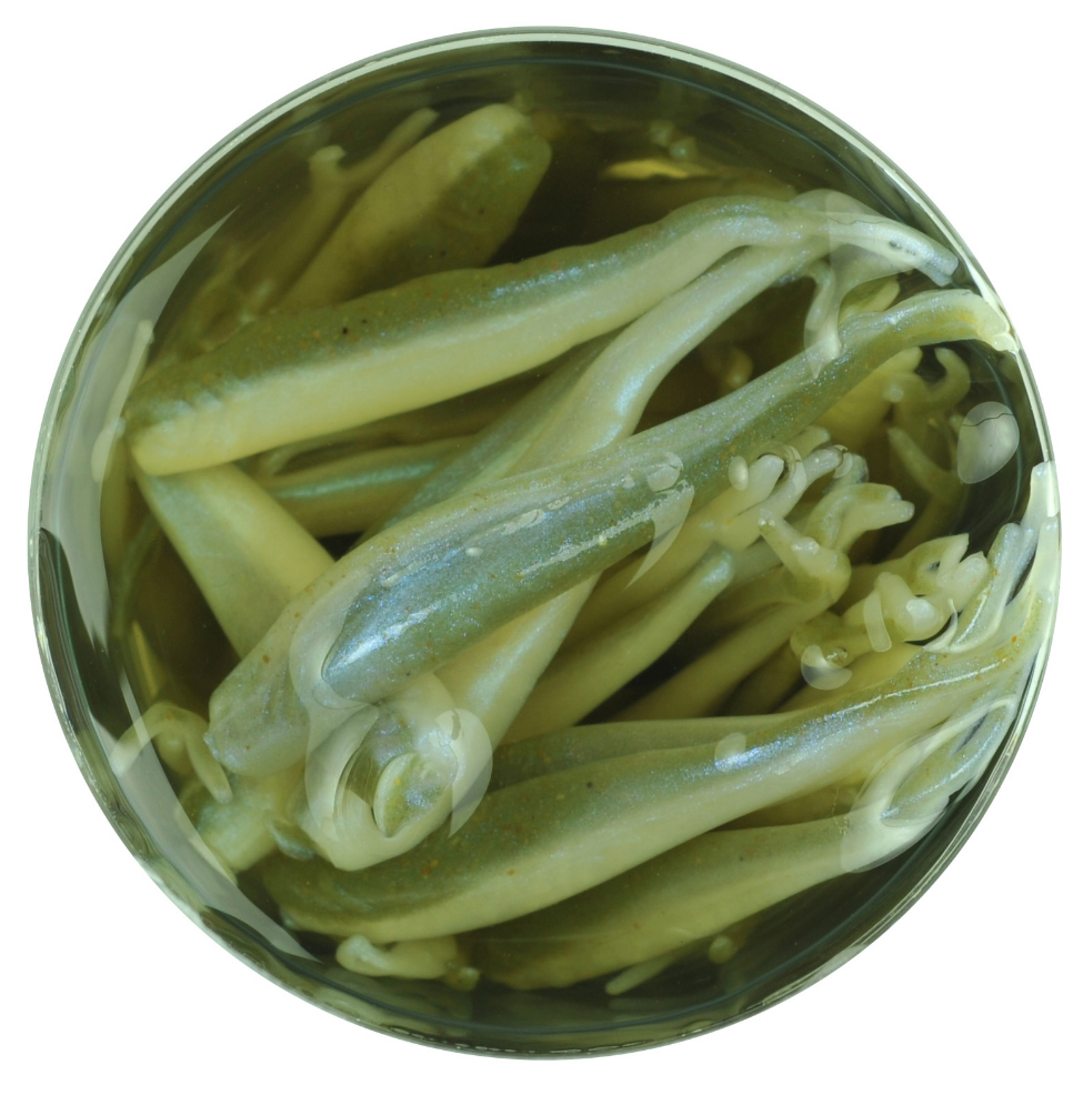 Berkley Gulp Alive | Minnow
