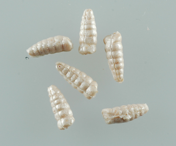 Gulp Alive | Waxies | White