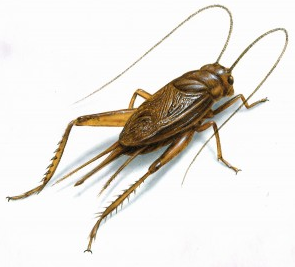Adult Crickets